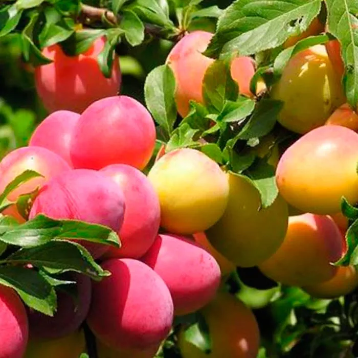 Алыча Персиковая v7/10 120-140 Tim 