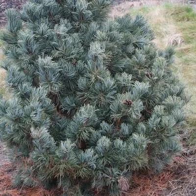 Сосна мелкоцветковая Блю Лу 30-40 см v7,5 Mt 