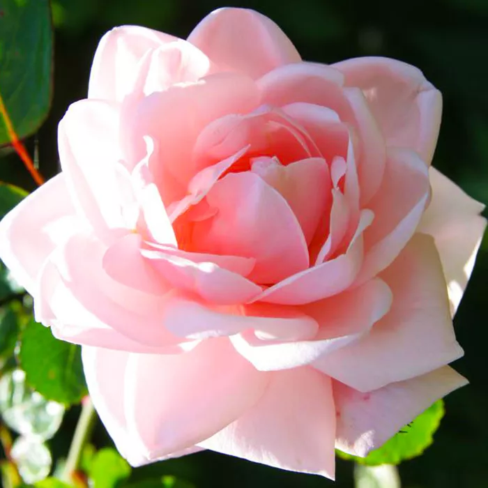 Роза плетистая Нью Даун в коробке ZP 