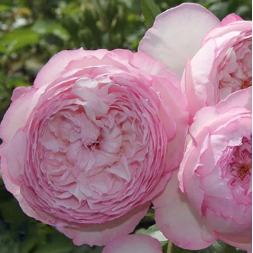 Роза английская парковая Милл он зе Флосс в коробке ЦО 