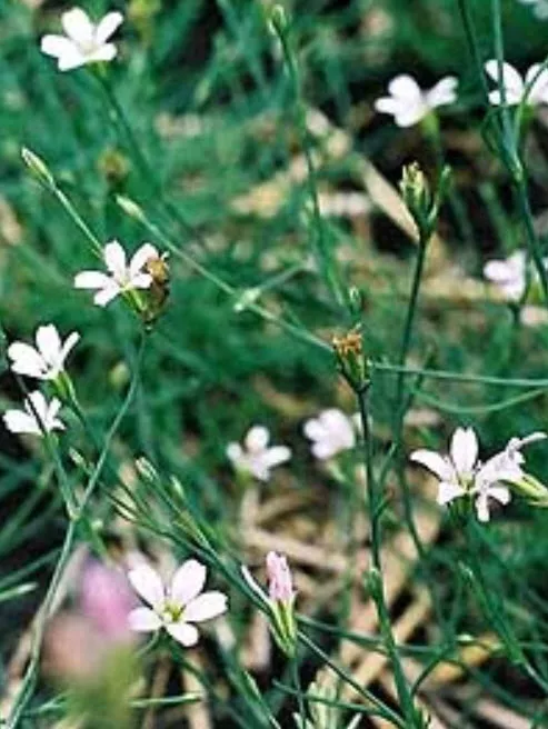 Петрорагия p9 Push 