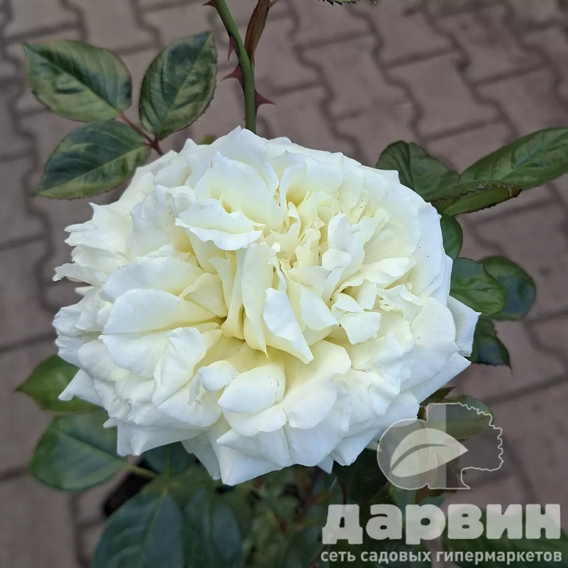 Роза плетистая Эльф v5 Lav 