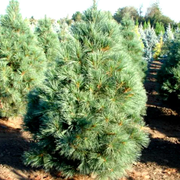 Растение сосна веймутова Fastigiata 80/90, C18 Ks 