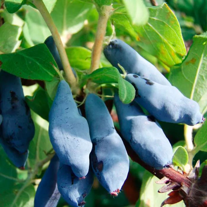 Жимолость Амфора Р9 Tim 