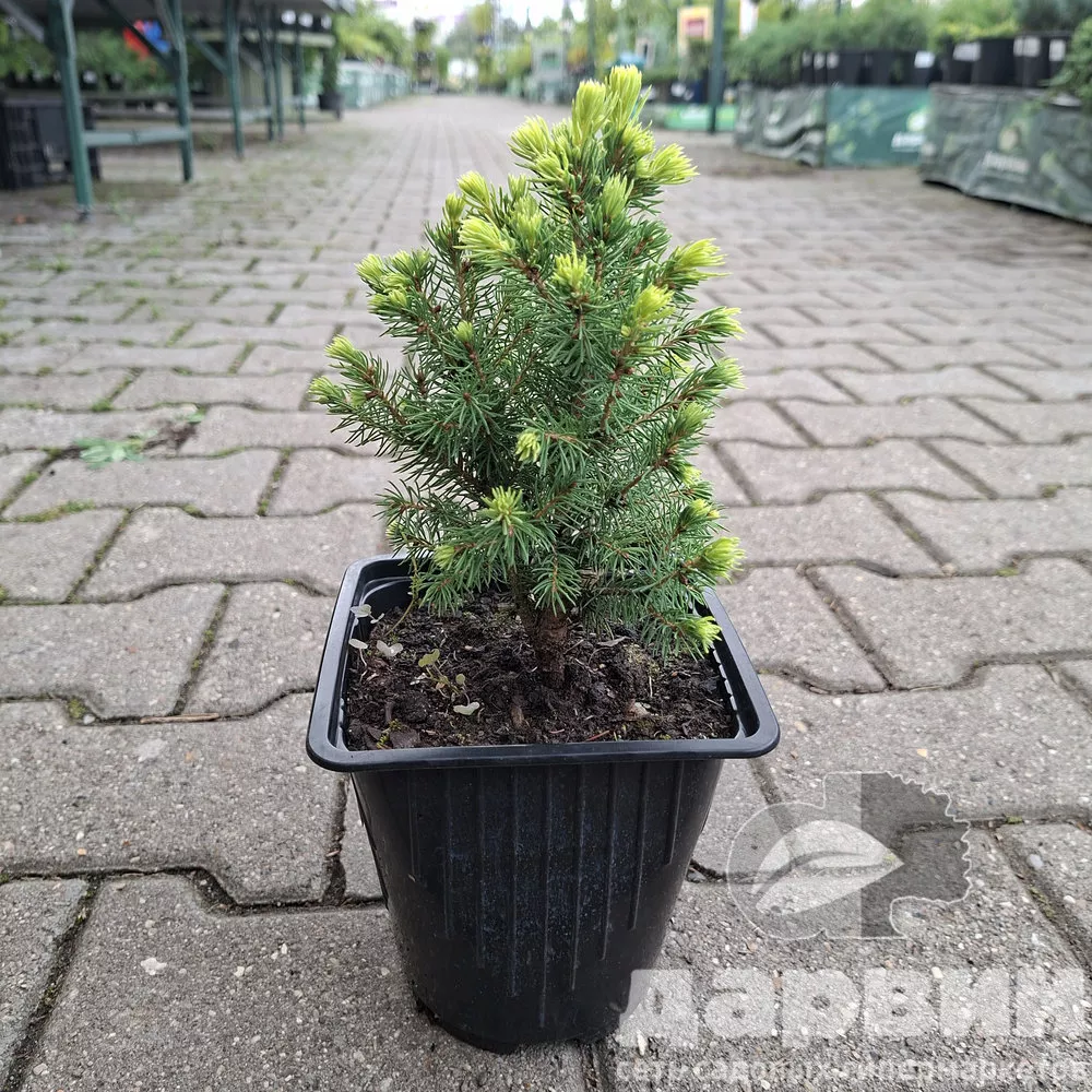 Ель канадская Рейнбоу'с Энд v2 Lav 