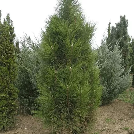 Сосна черная Фастигиата v5 Lav 