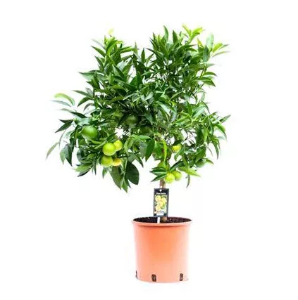 Цитрус Клементин d22 h85 