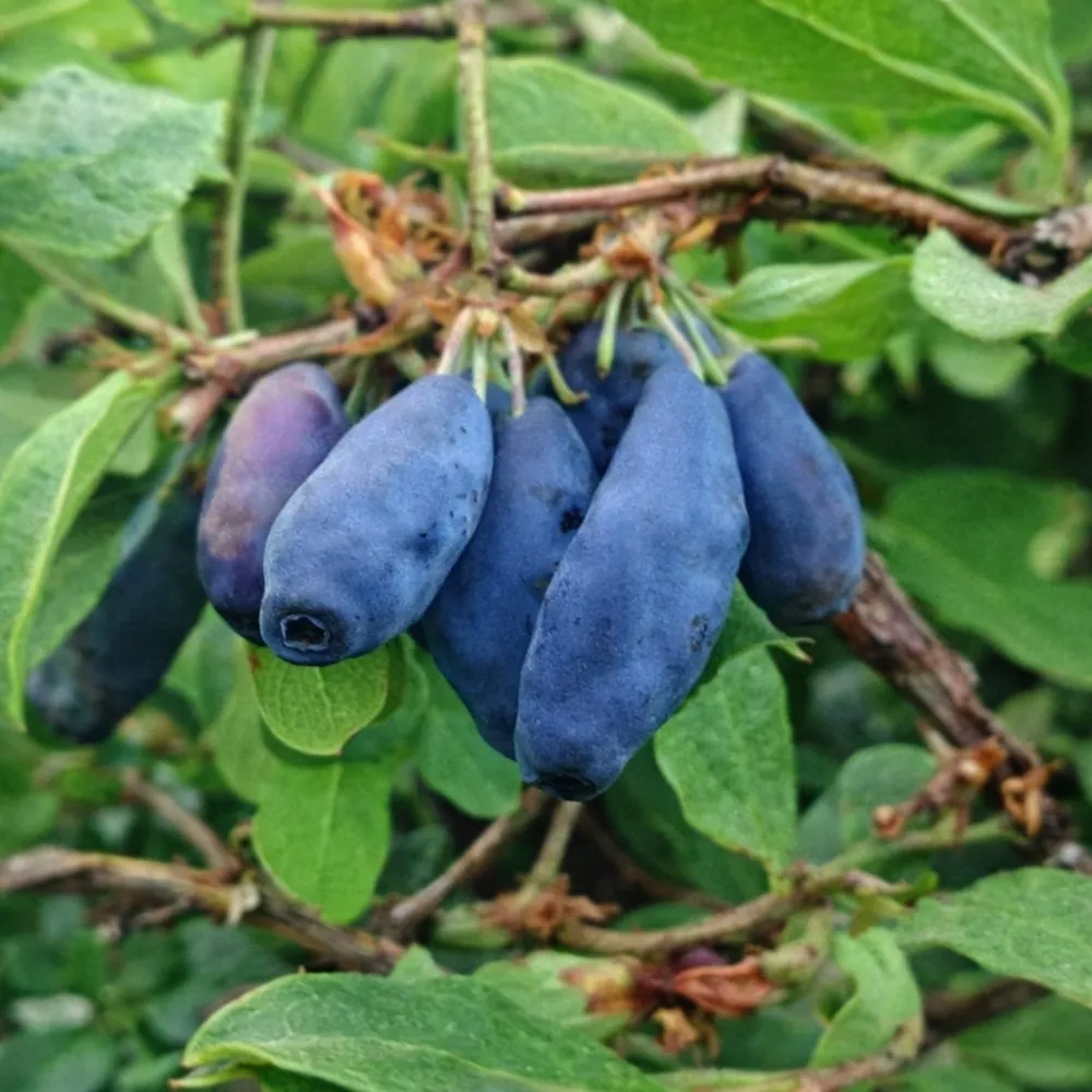 Жимолость Лазурная h40-60 v5 Lav 