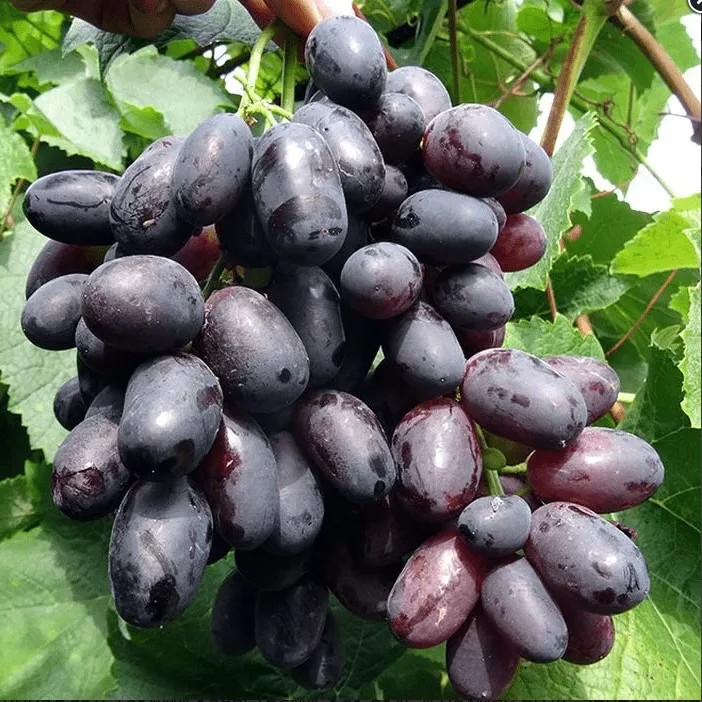 Велика Виноград