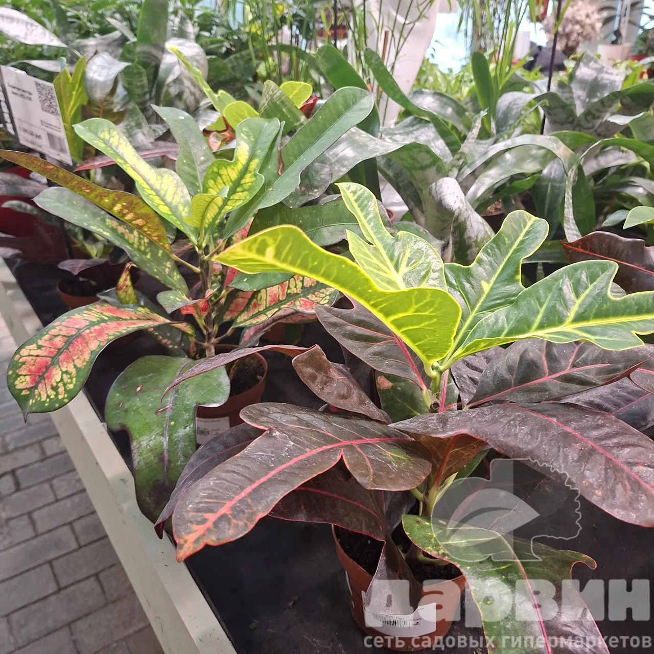 Кодиеум экстра микс d12 h35 