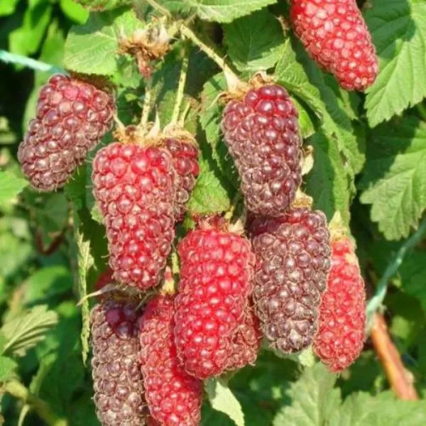 Ежемалина Тэйберри Р11 