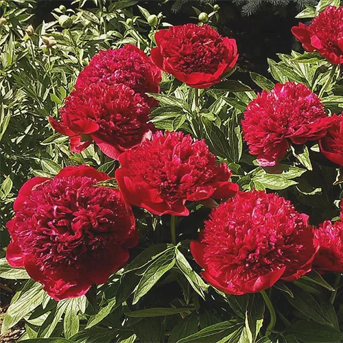 Пион Ле Чарм v5 Tim 