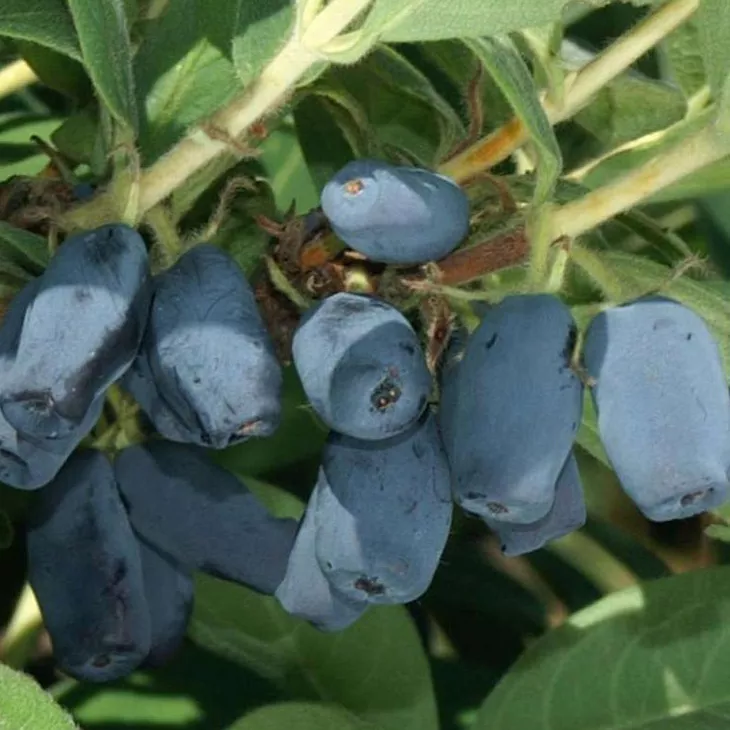 Жимолость Нарымская v2-3 Tim-FT 