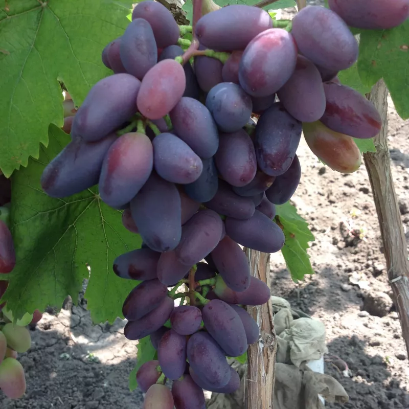 Виноград плодовый Байконур, фиолетовый v5 Tim 