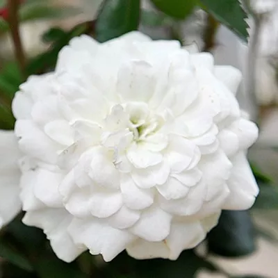 Роза почвопокровная Сноуфилд в коробке ЦО 