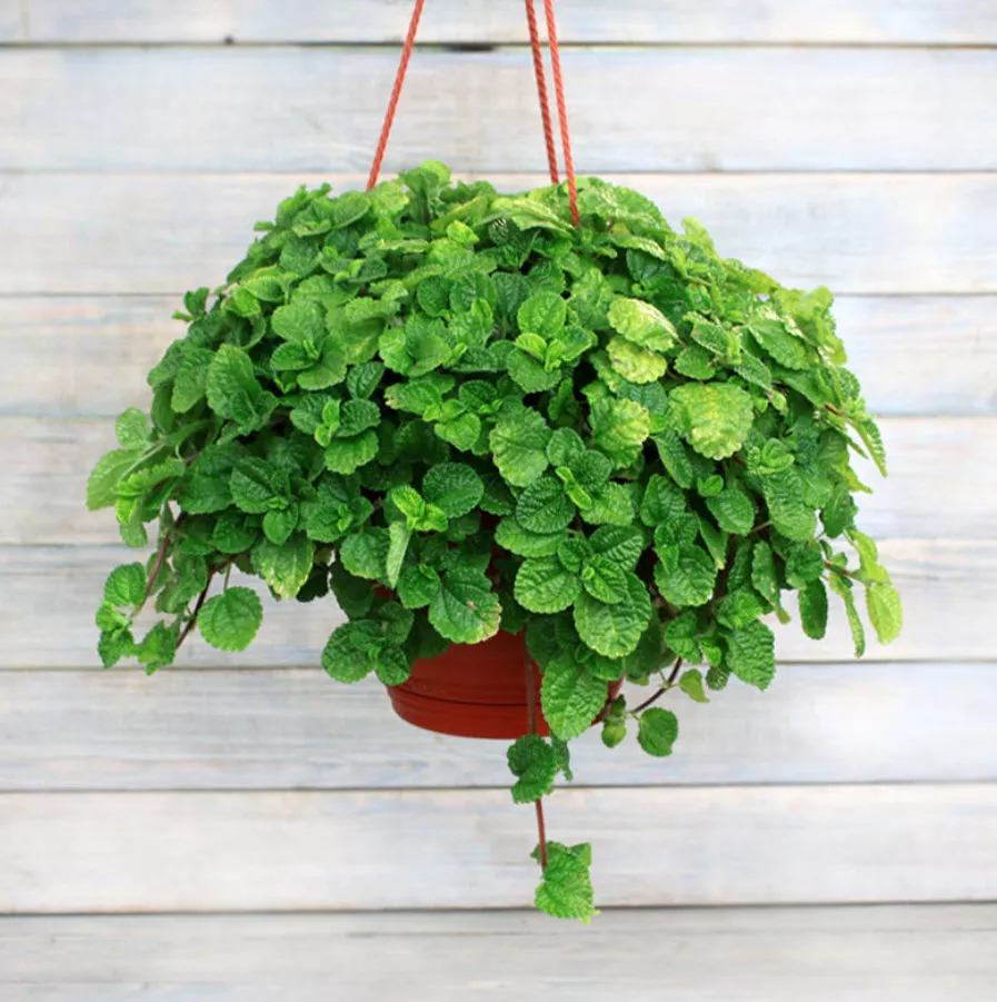 Пилея монетолистная микс d8 h10 ХР 