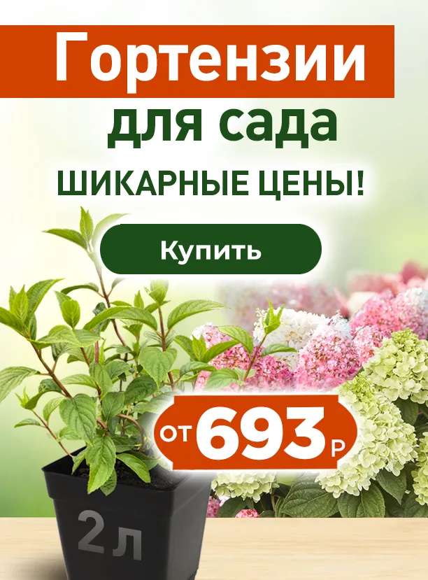 Гортензия для сада