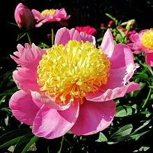 Пион травянистый Антверпен (в тубе) 