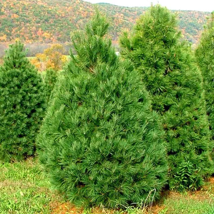 Растение сосна веймутова СДЛ оф конторта 25-30 KG 