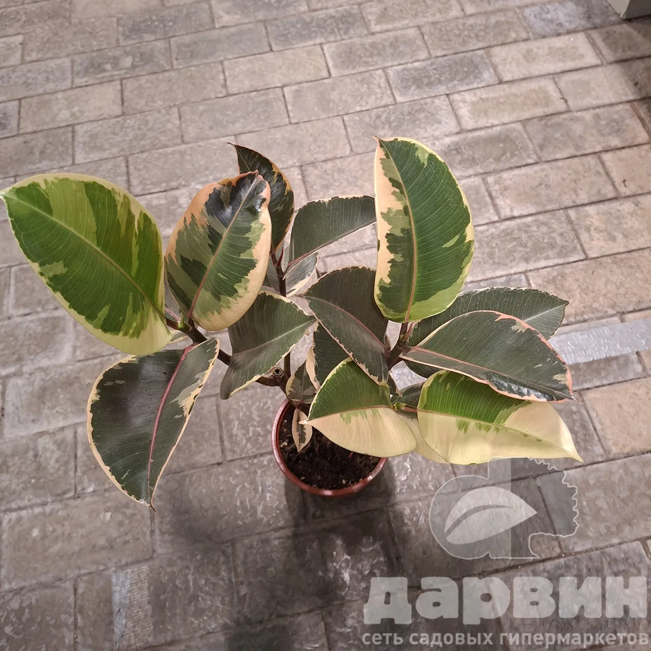 Фикус эластика Тинеке d12 h40 Tim 