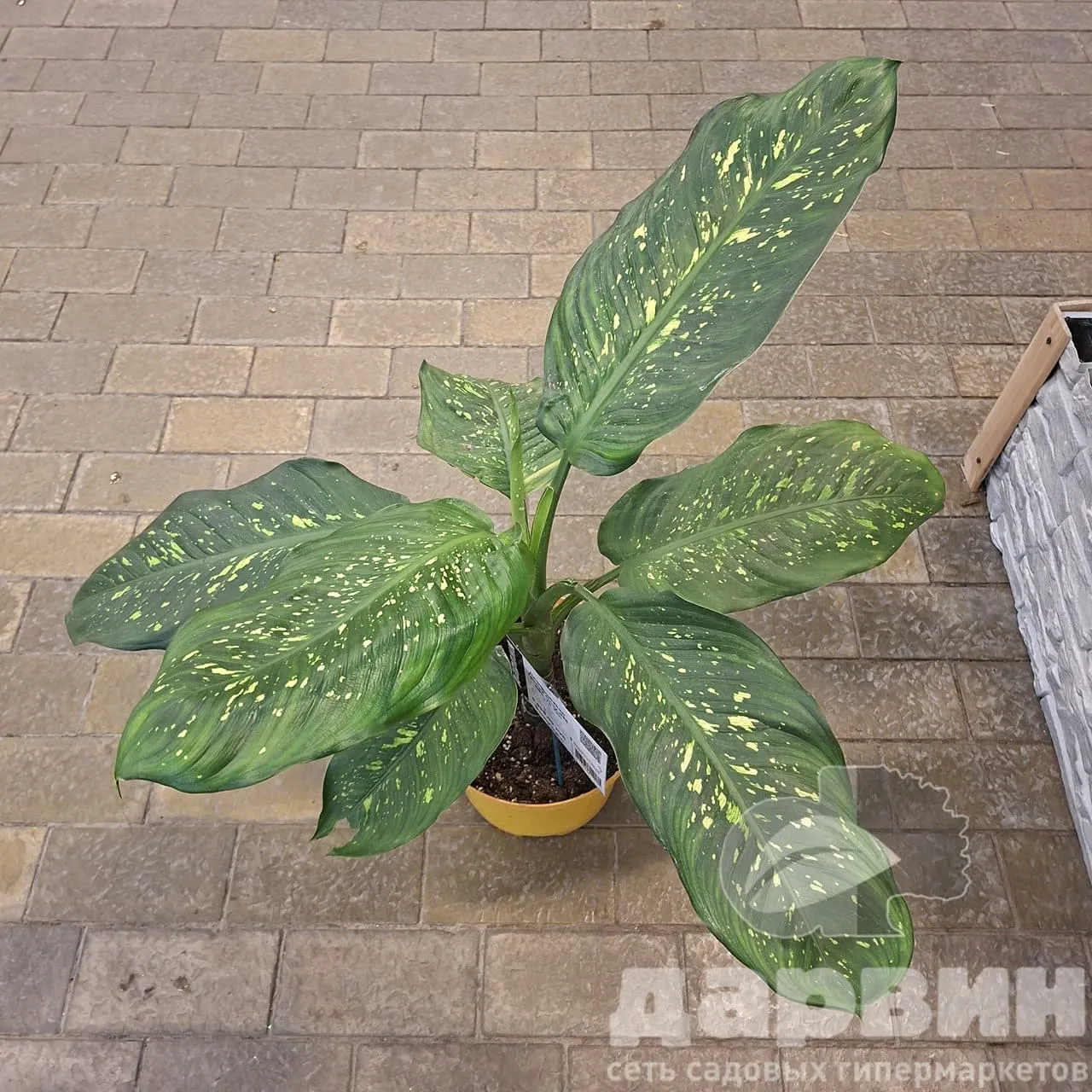 Диффенбахия Тропик Сноу д25 х50-70 тим (4) WM