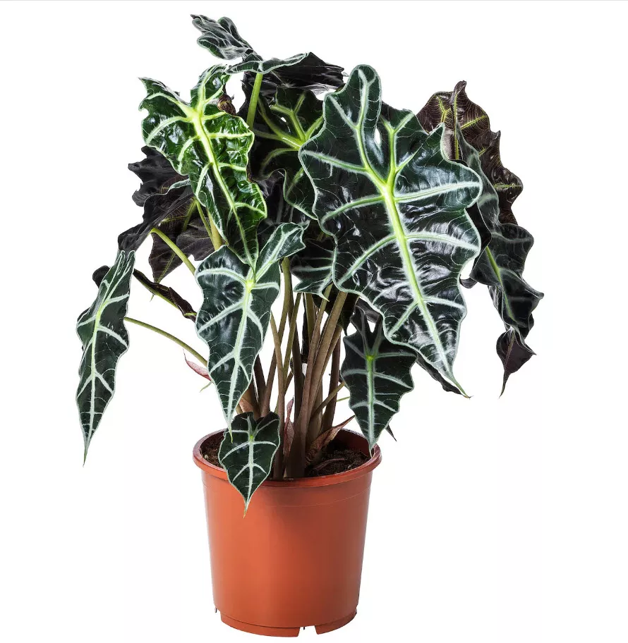 Алоказия микс d14 h55 