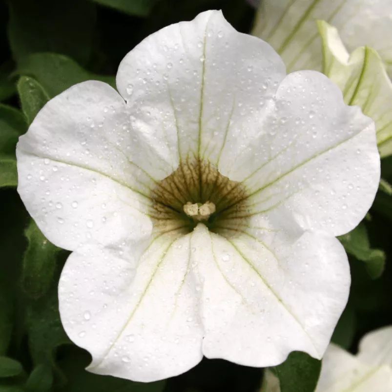 Петуния ампельная Суфиния белая D23 ПВ 