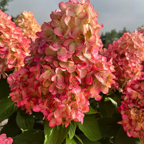 Гортензия метельчатая Бонфайер v3 Lav 