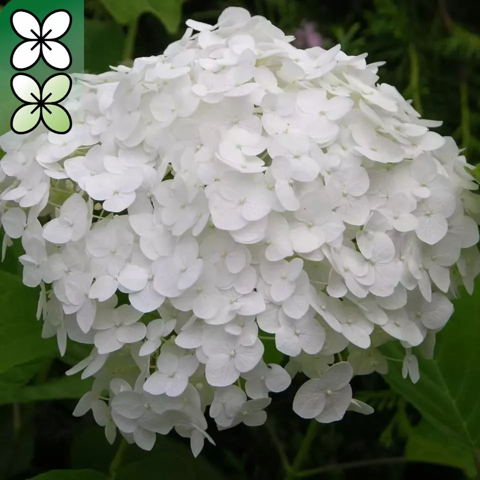 Гортензия древовидная Инкредибл v3 Tim 