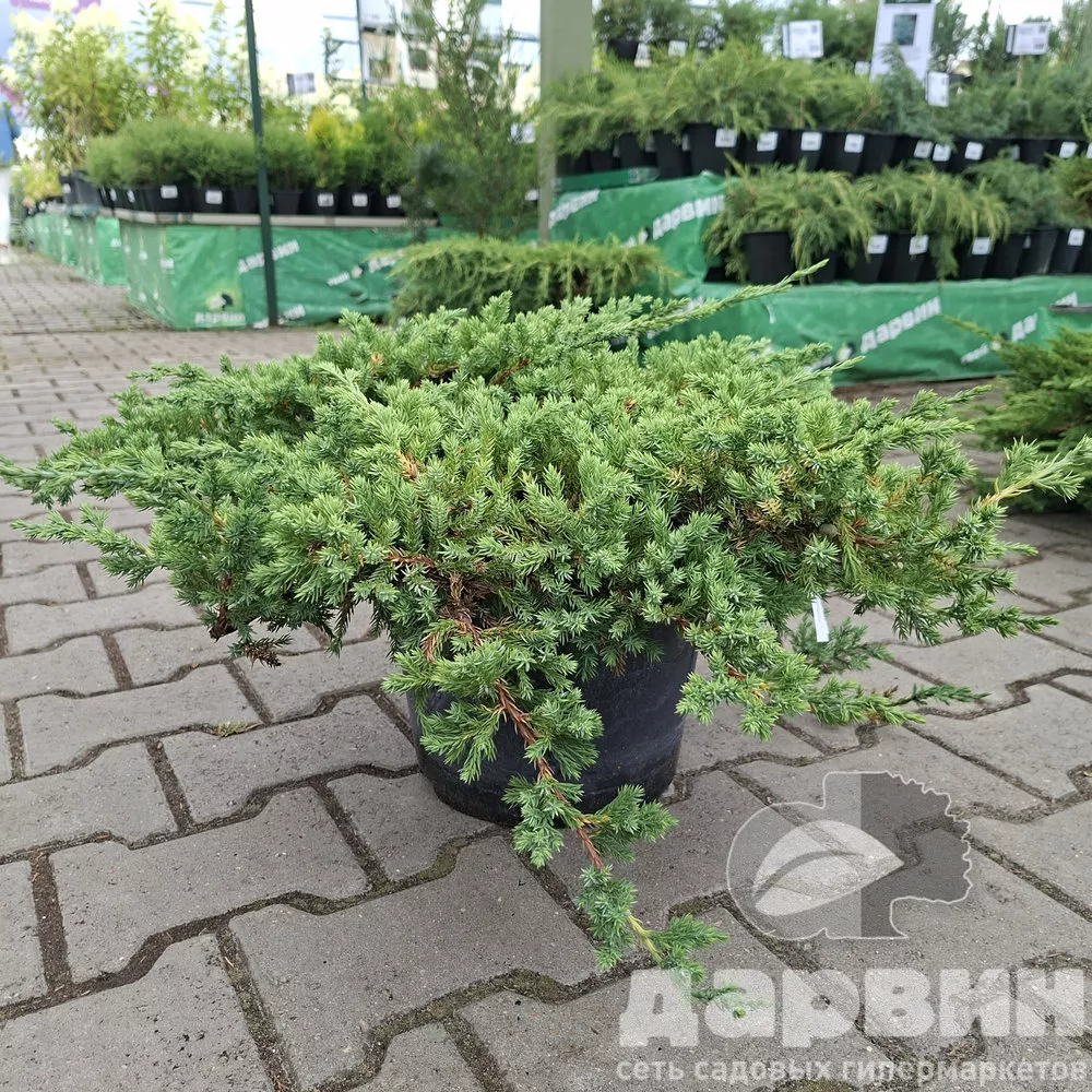 Можжевельник лежачий Нана C10 30-50 Bor 