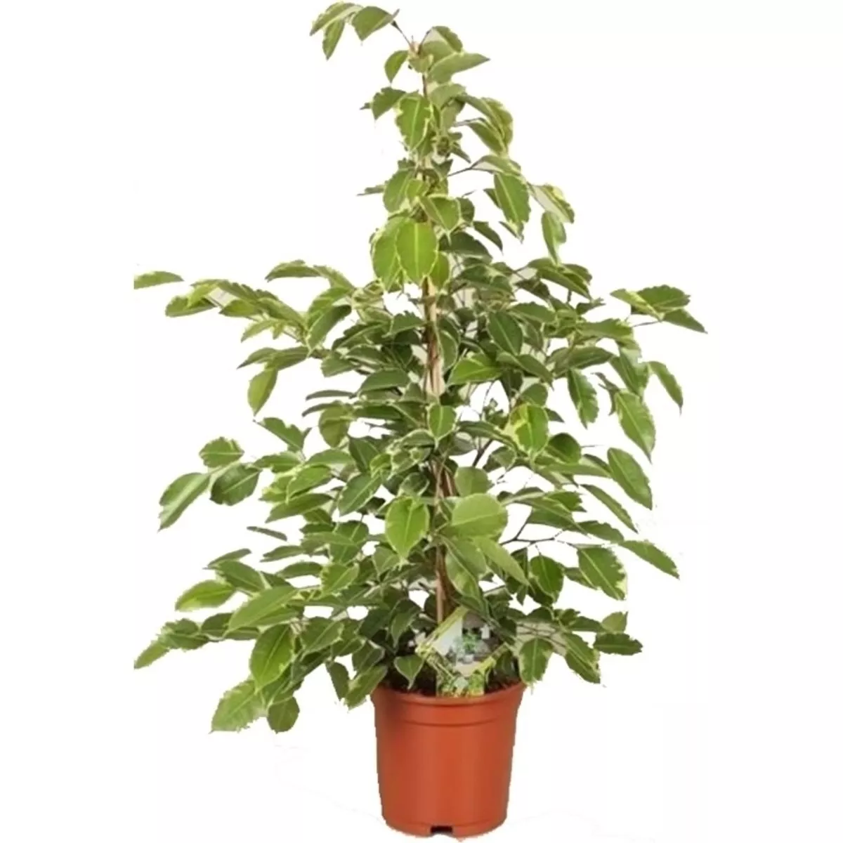 ОсновноеИзображение