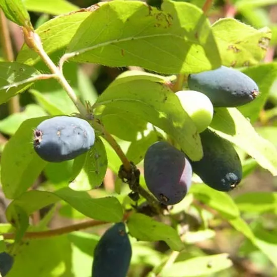 Жимолость Синяя птица h40-60 v5 Lav 