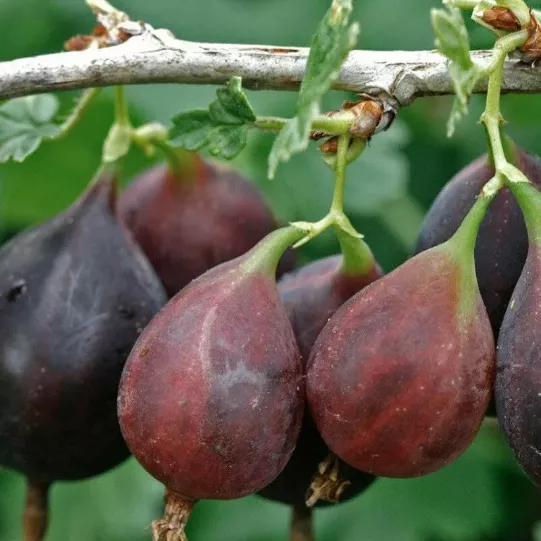 Крыжовник Грушенька красн v2 Tim 