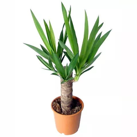 Юкка 1 ст d11 h45 