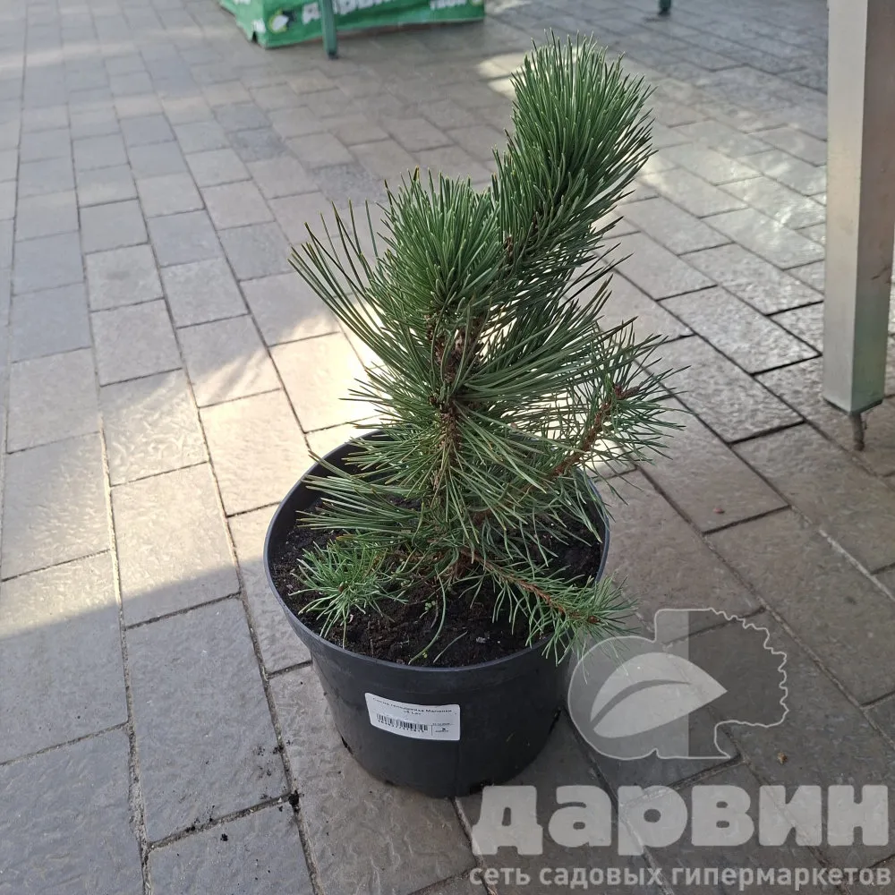 Сосна гельдрейха Малинки v5 Lav 