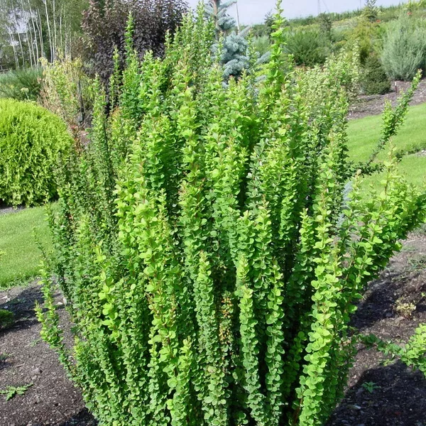 Барбарис тунберга Эректа c2 BL 