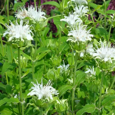 Кореневище Монарда гибридная Шнеевитхен 1шт Поиск 