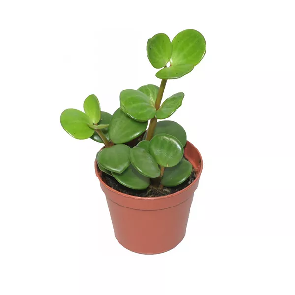 Пеперомия Хоуп d10 Tim 