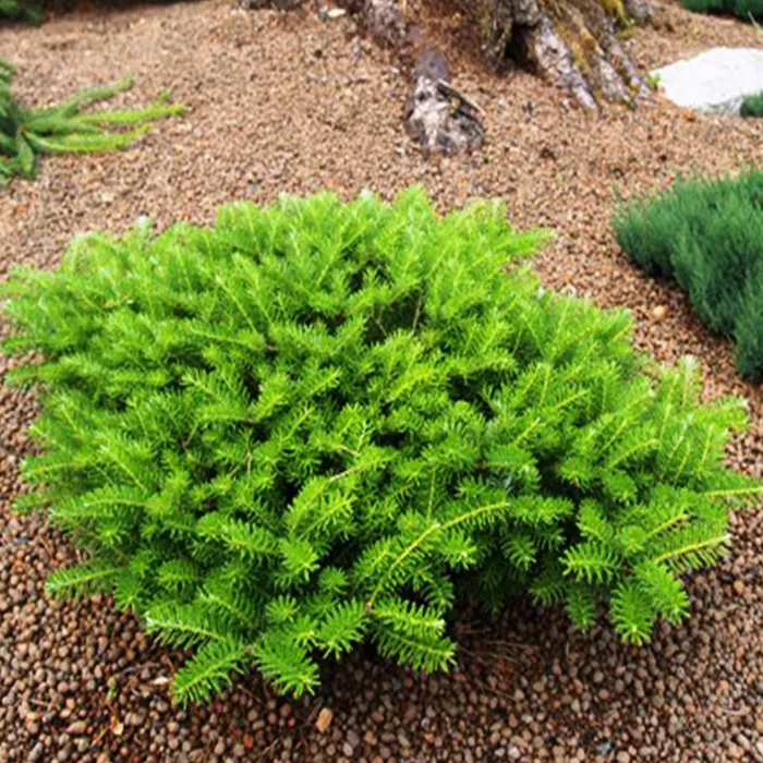 Растение пихта корейская Грин Карпет 20-25 cm cont. 3,0L Mt 