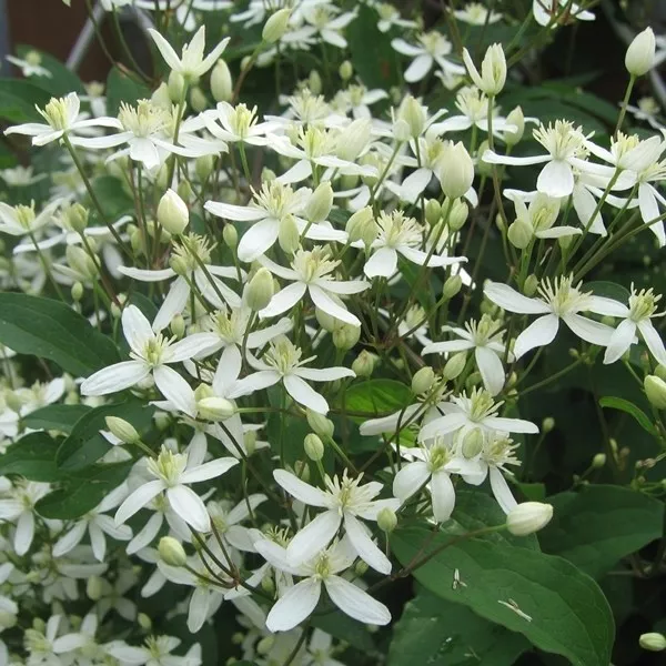 Клематис манчжурский v2 