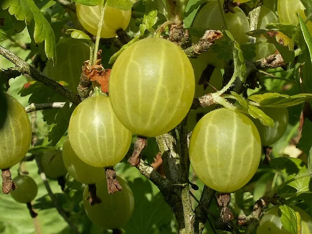 Крыжовник Хиннонмаен Кельтайнен зел. в коробке ЦО 