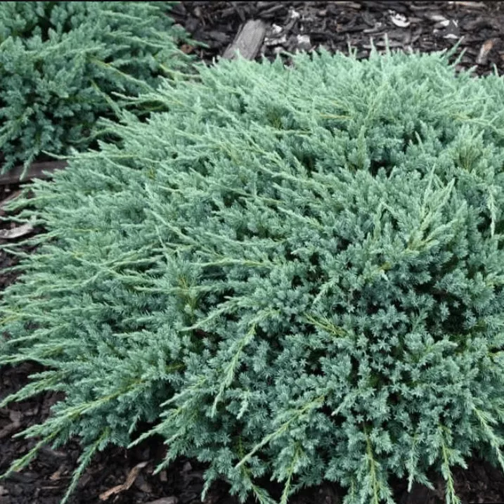 Можжевельник чешуйчатый Блю карпет v5 30-40 