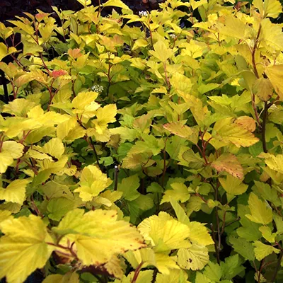 Пузыреплодник калинолистный Darts Gold C2 20-40 UL 2017 