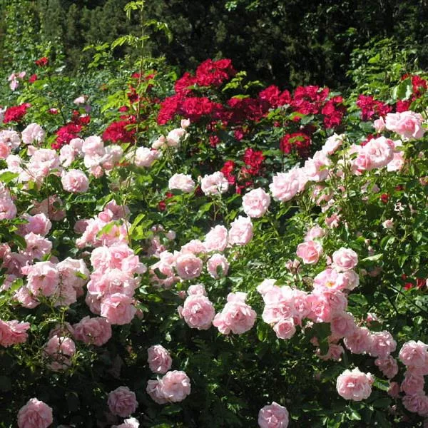 Роза в ассортименте с3 Fas 