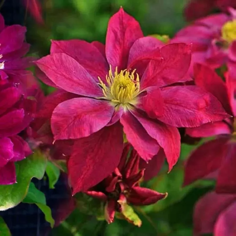 Клематис Ред стар Р9 CL 