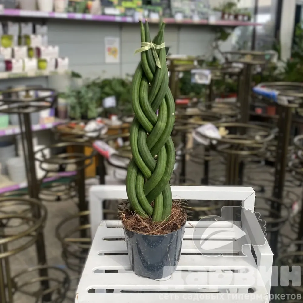 Сансевиерия ватермарка