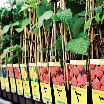 Кустарники ягодные в ассортименте Р19 h60 