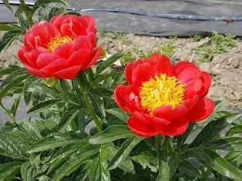 Корневище Пион гибридный Корал Мэджик 1 шт Поиск 