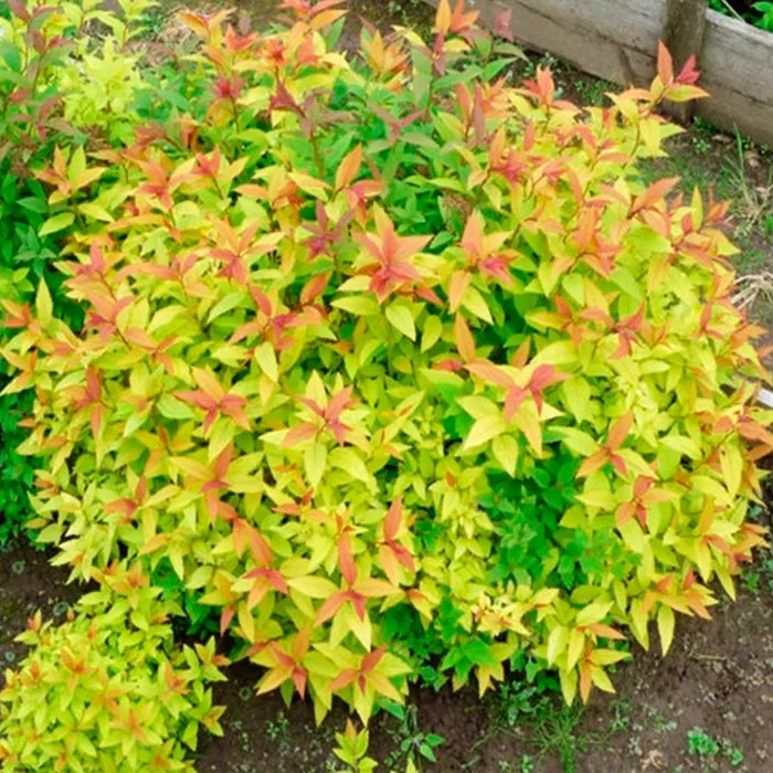 Пузыреплодник зеленолистный, v3 h30-60 ЦВ 