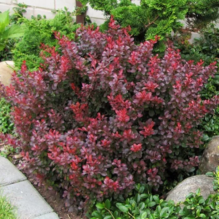 Барбарис тунберга Антропурпуреа Нана С5, 40-60см BL 